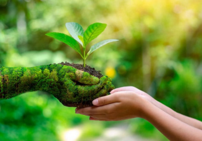 Sustainability Management